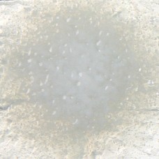 F305P - Dense White Opal Powder (1)